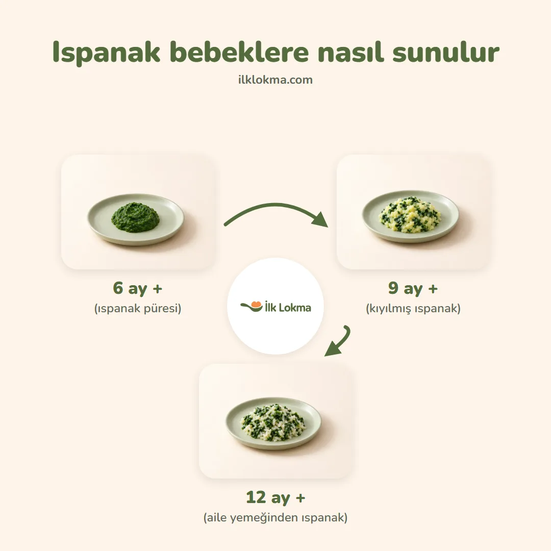Ispanak yaşa göre nasıl sunulur